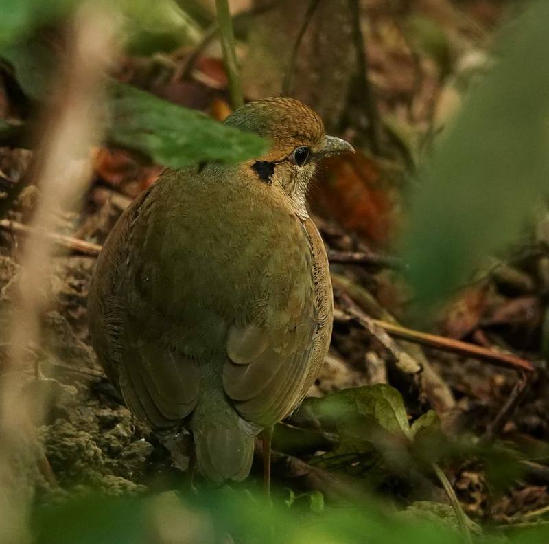 Blue-naped Pitta