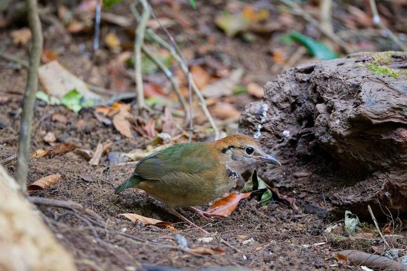 Rusty-naped Pitta
