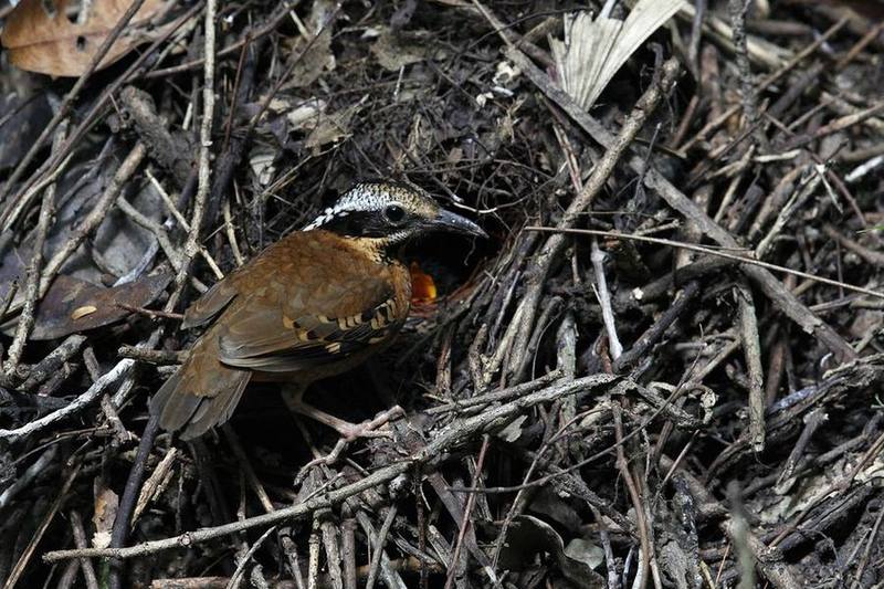 Eared Pitta