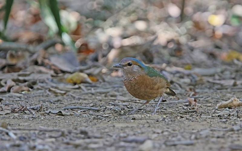 Blue-rumped Pitta