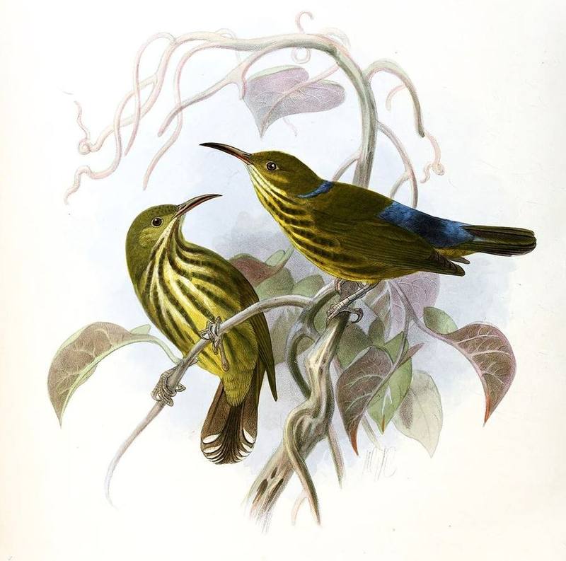 Purple-naped Spiderhunter
