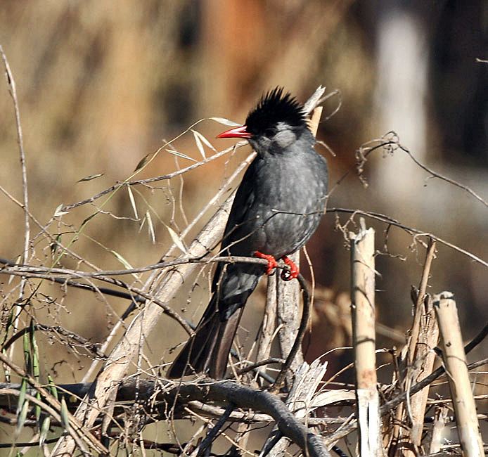 Black Bulbul