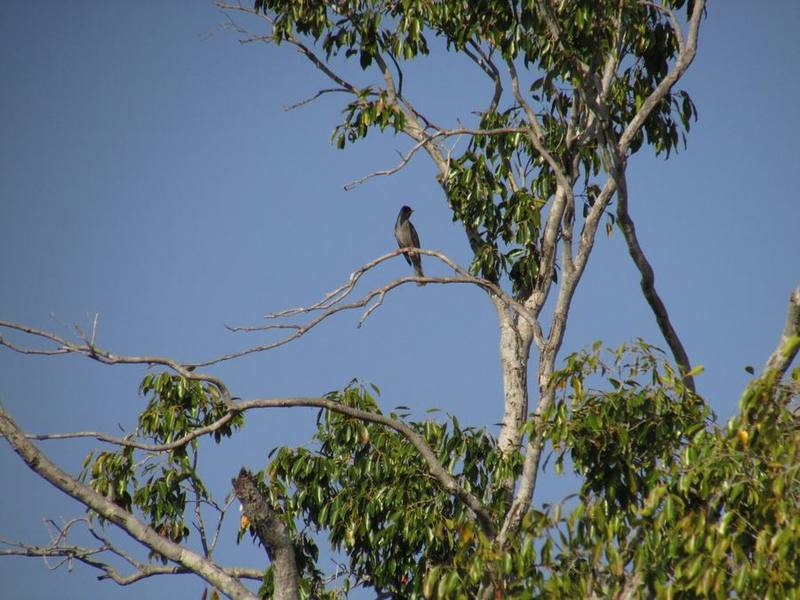 Malagasy Bulbul
