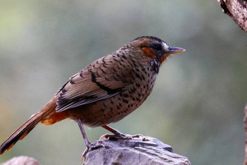 Rufous-chinned Laughingthrush