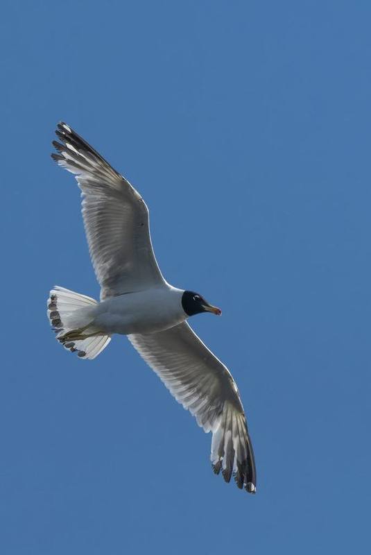 Pallas's Gull