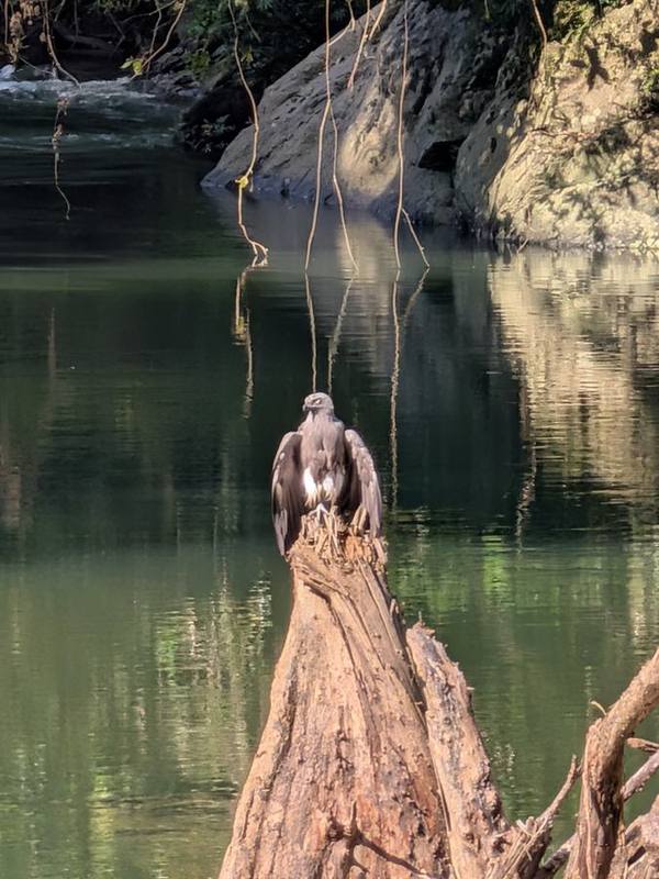 Lesser Fish Eagle