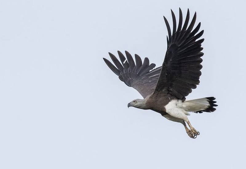 Grey-headed Fish Eagle