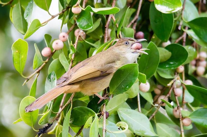 Grey-eyed Bulbul