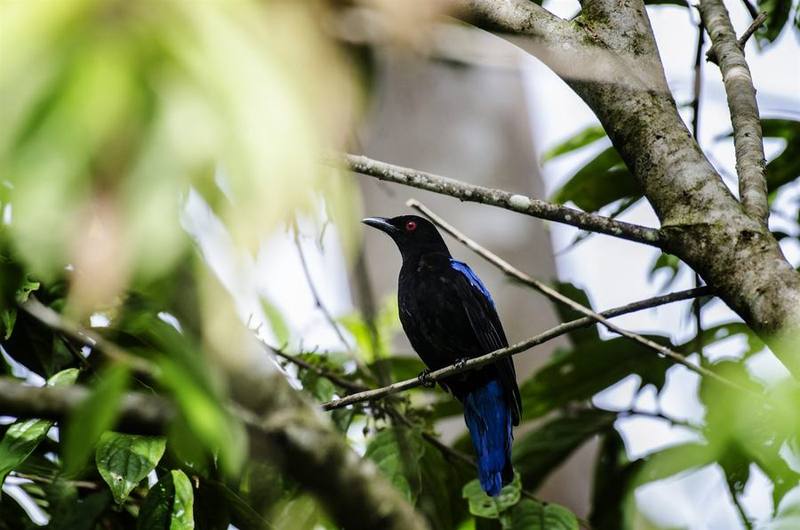 Asian Fairy-bluebird