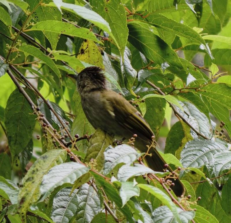 Mountain Bulbul