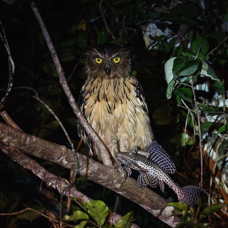 Buffy Fish Owl