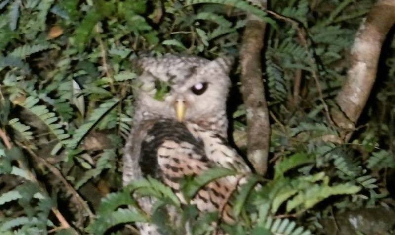 Spot-bellied Eagle-Owl