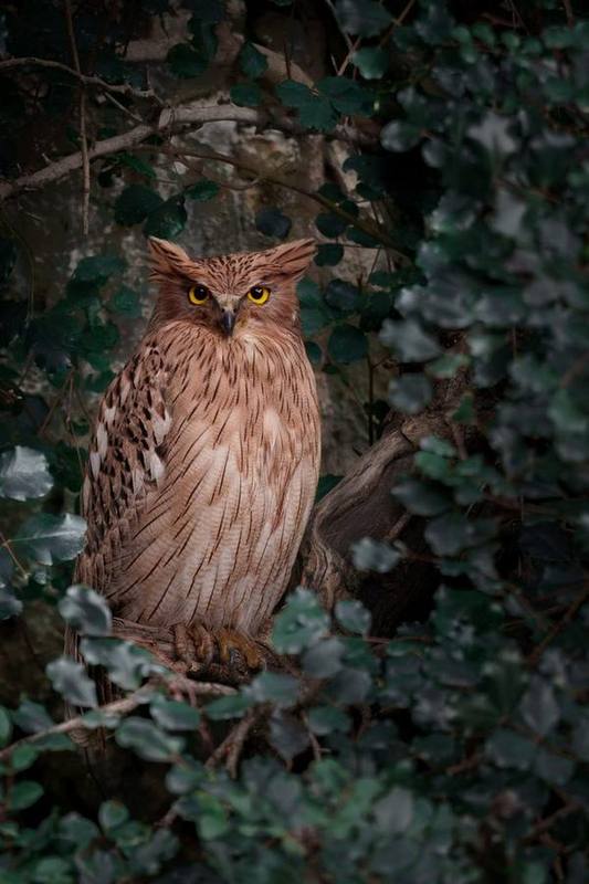 Brown Fish Owl