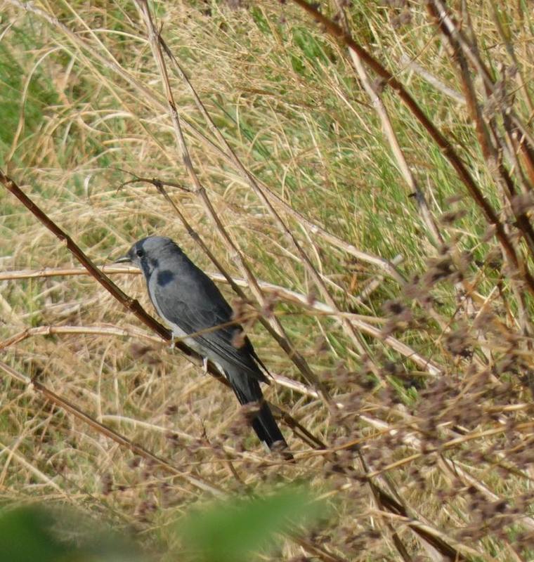 Black-winged Cuckooshrike