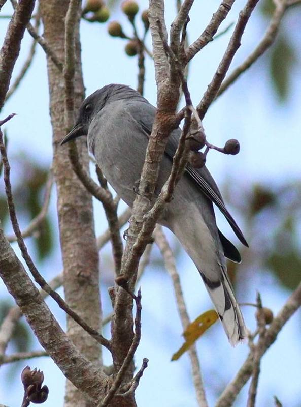Indochinese Cuckooshrike