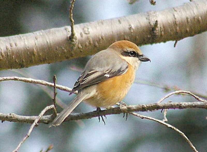 Bull-headed Shrike