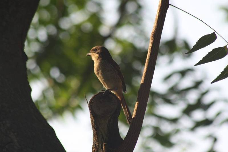 Burmese Shrike
