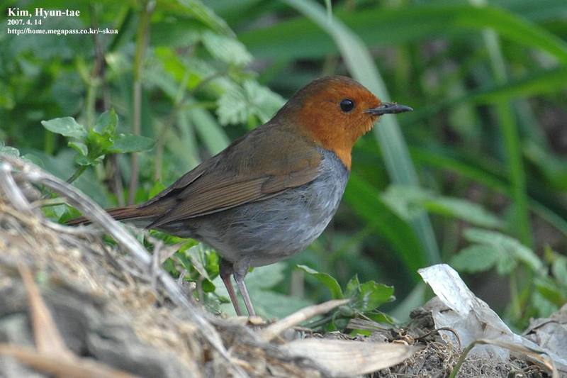 Japanese Robin