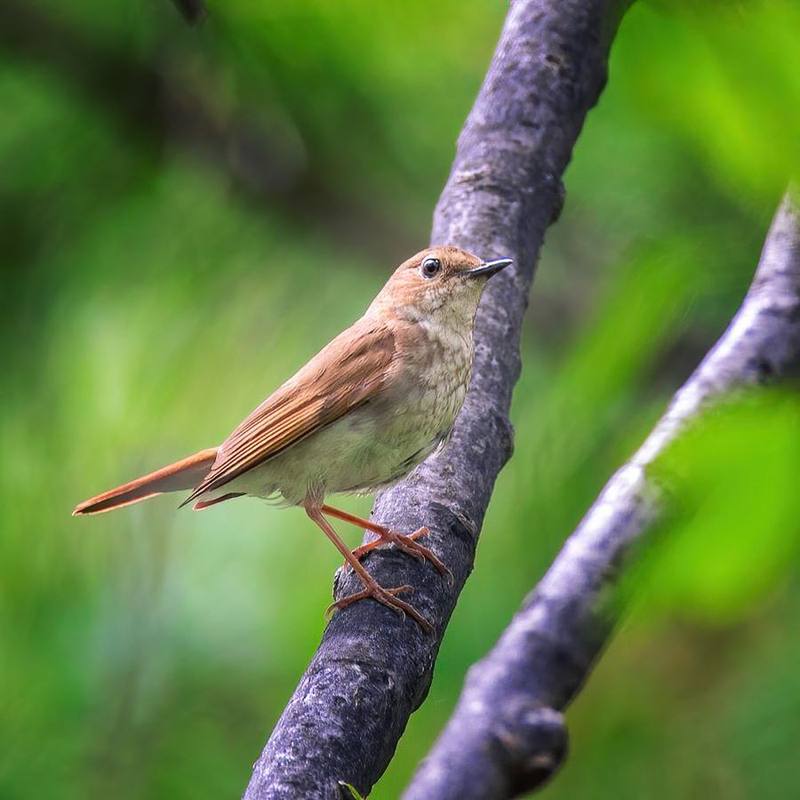 Rufous-tailed Robin