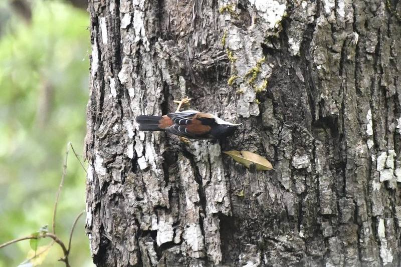 Rufous-backed Sibia