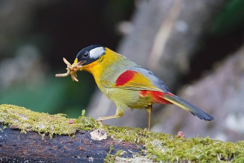Silver-eared Mesia