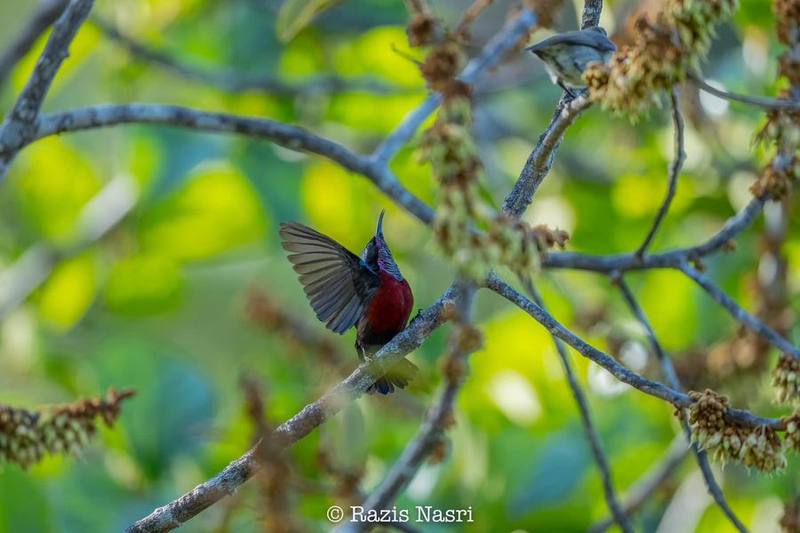 Van Hasselt's Sunbird