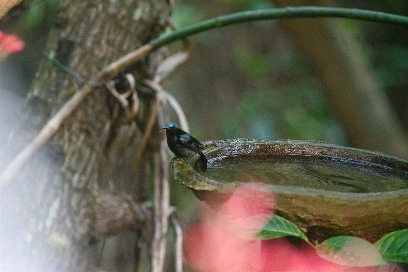 Copper-throated Sunbird