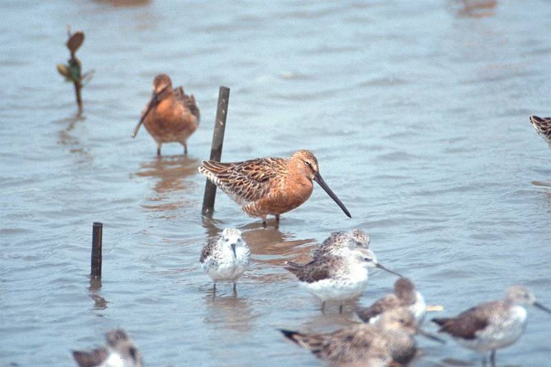Asian Dowitcher