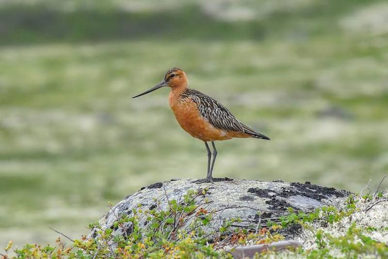 Bar-tailed Godwit