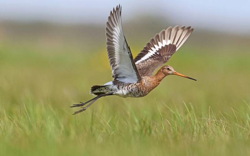 Black-tailed Godwit