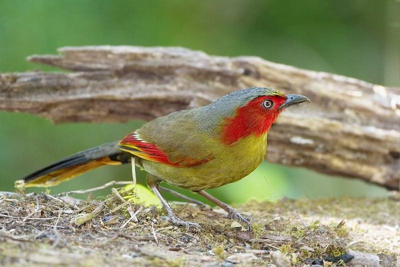 Scarlet-faced Liocichla