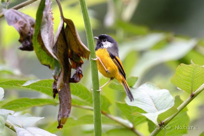 Golden-breasted Fulvetta