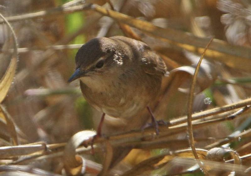 Dalat Bush Warbler