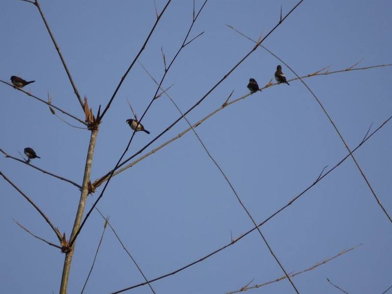 Chestnut Munia