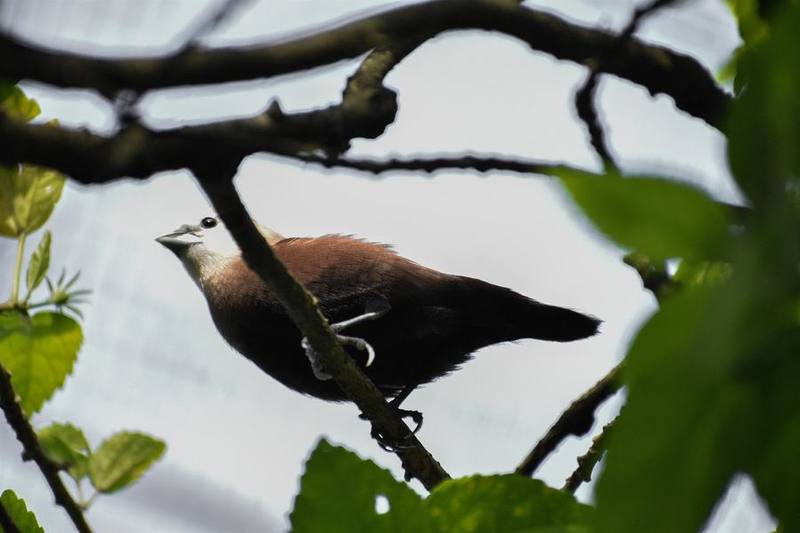 White-headed Munia