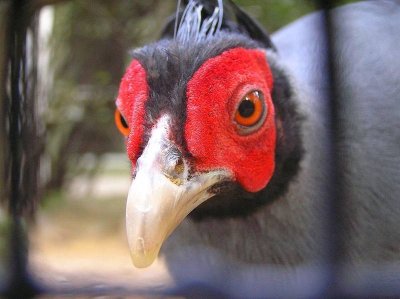 Siamese Fireback