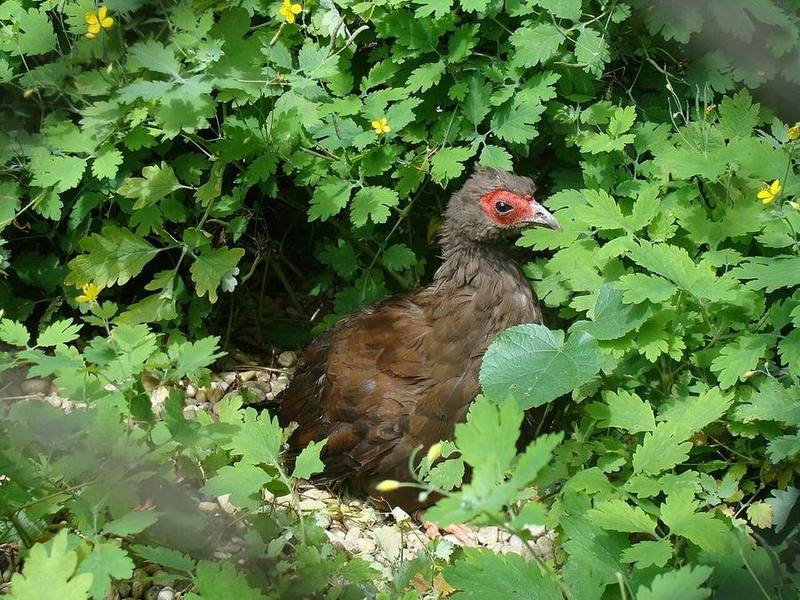 Edwards's Pheasant