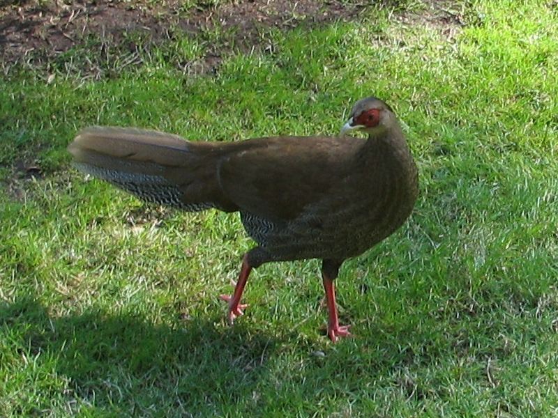 Silver Pheasant