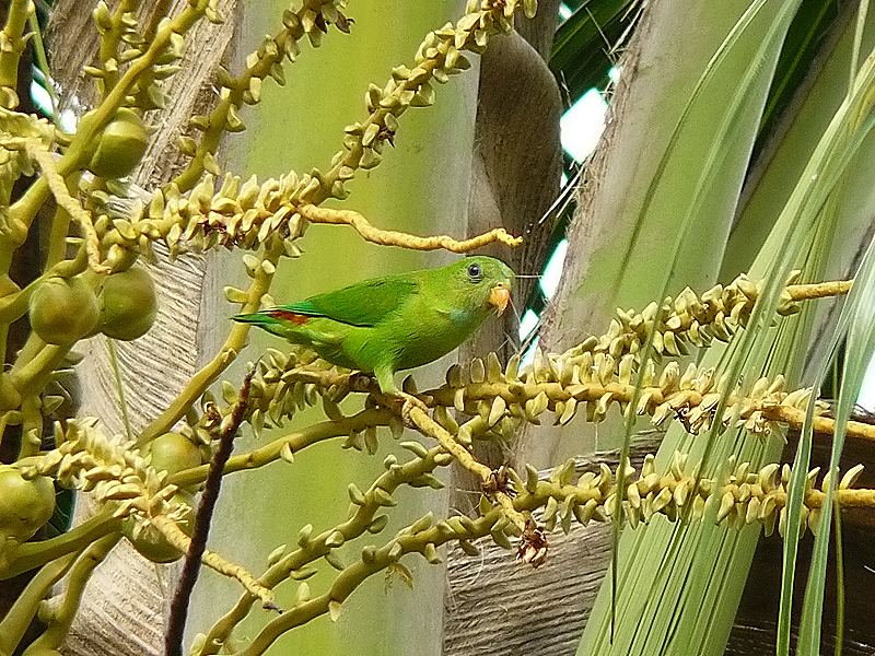 Vernal Hanging Parrot