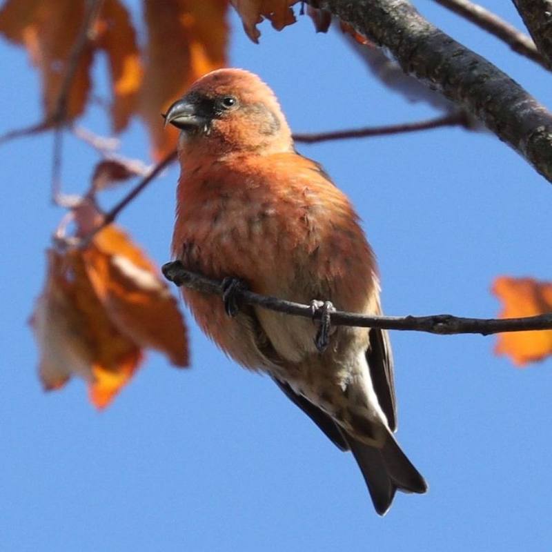 Red Crossbill