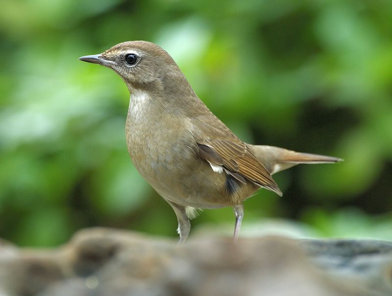 Siberian Rubythroat