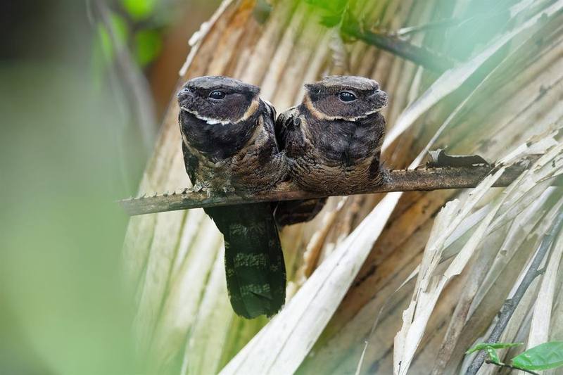 Great Eared Nightjar