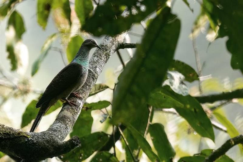 Barred Cuckoo-Dove