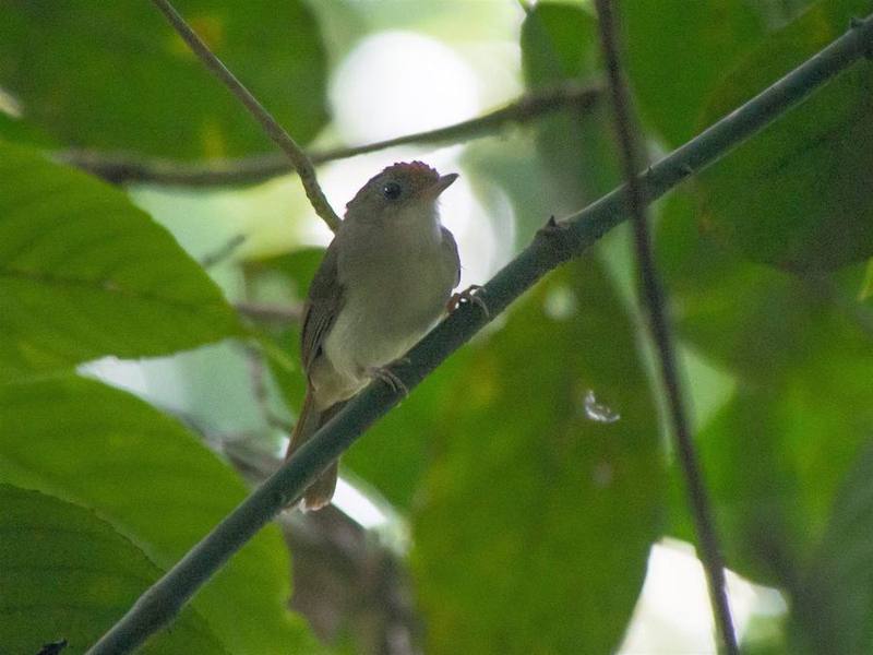 Scaly-crowned Babbler