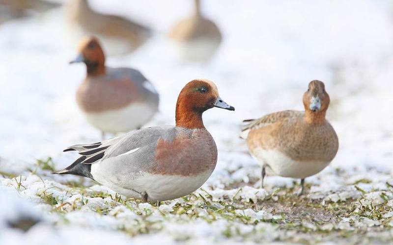 Eurasian Wigeon