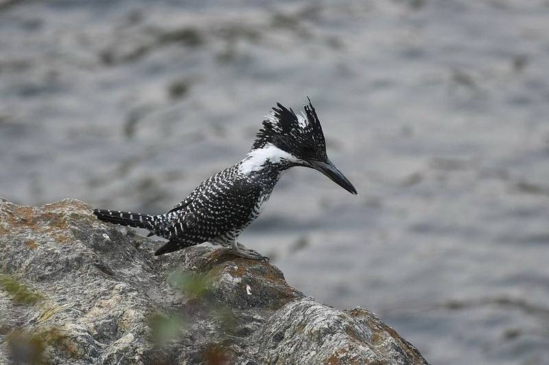 Crested Kingfisher