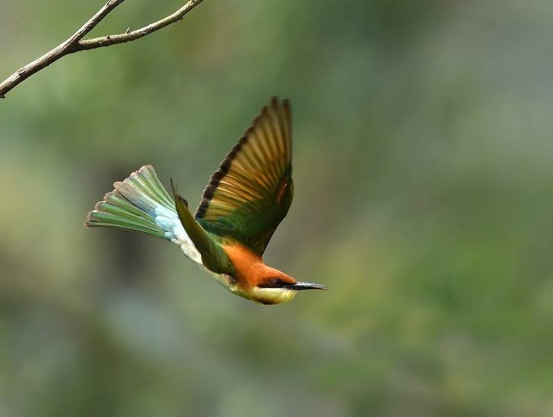Chestnut-headed Bee-eater