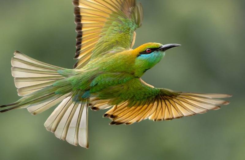 Asian Green Bee-eater