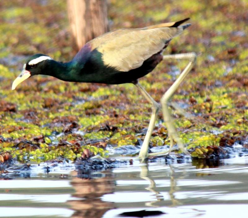 Bronze-winged Jacana