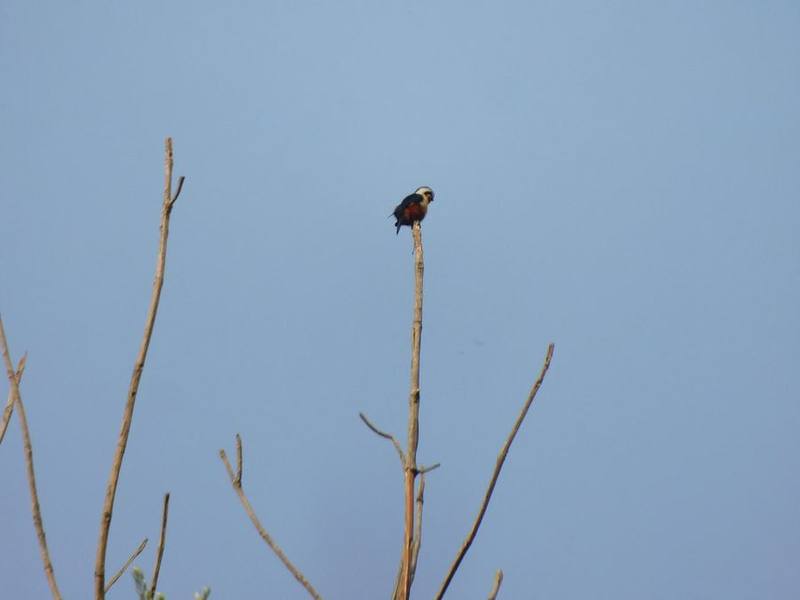 Collared Falconet